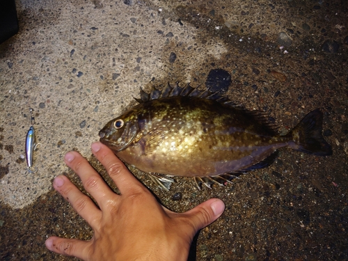 アイゴの釣果