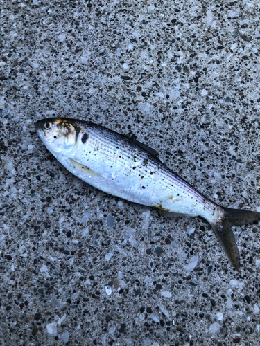 コノシロの釣果