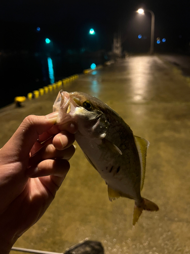 ショゴの釣果