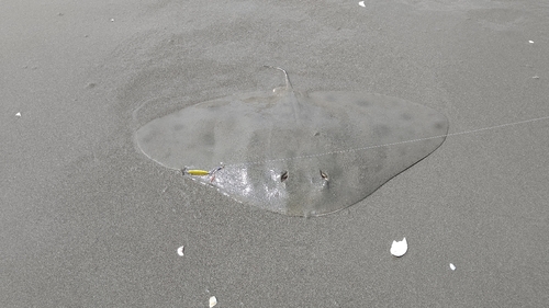 ツバクロエイの釣果