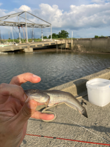 マハゼの釣果