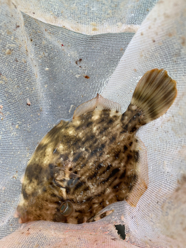 カワハギの釣果