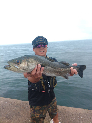 ハネ（マルスズキ）の釣果