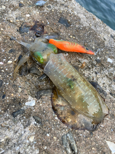 アオリイカの釣果