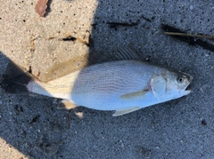 イシモチの釣果