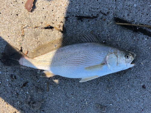 イシモチの釣果