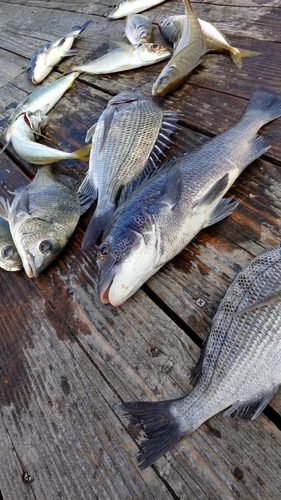 チヌの釣果