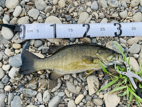 スモールマウスバスの釣果