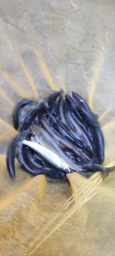 アユの釣果