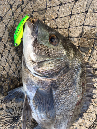 チヌの釣果