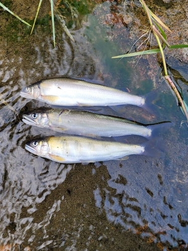 アユの釣果