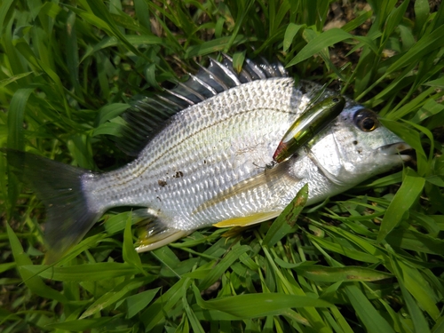 キビレの釣果