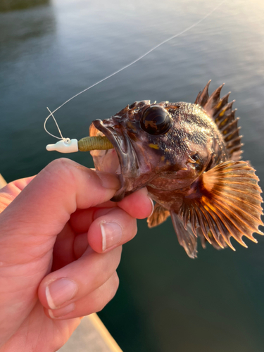 オウゴンムラソイの釣果