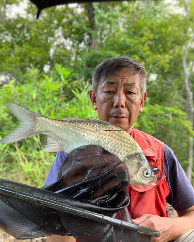 ヘラブナの釣果