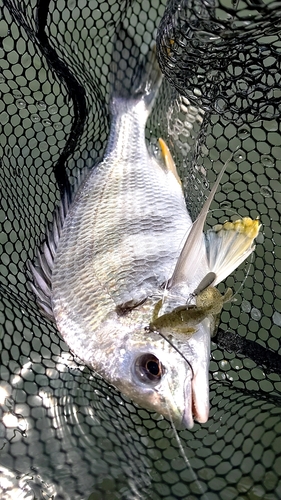 キビレの釣果