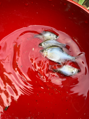 タイリクバラタナゴの釣果