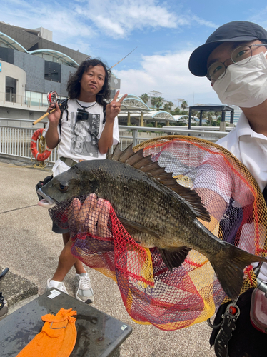 チヌの釣果