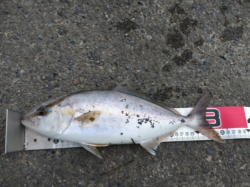 ショゴの釣果