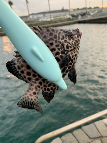 イシガキダイの釣果