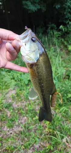 ラージマウスバスの釣果