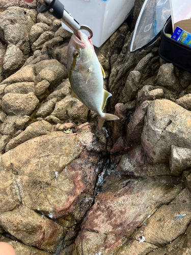 ショゴの釣果