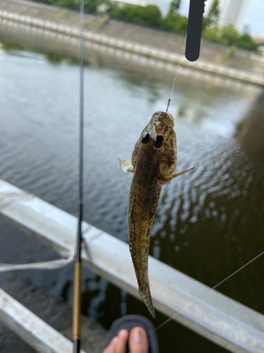 ハゼの釣果