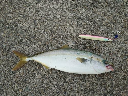 ツバスの釣果