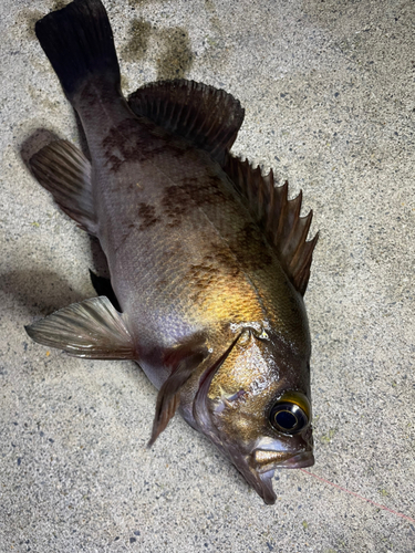 メバルの釣果