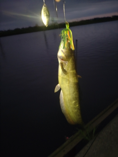 ニホンナマズの釣果