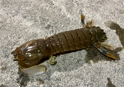 シャコの釣果