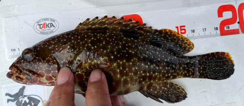 イシガキハタの釣果