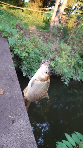 コイの釣果