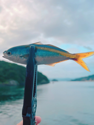 タカベの釣果