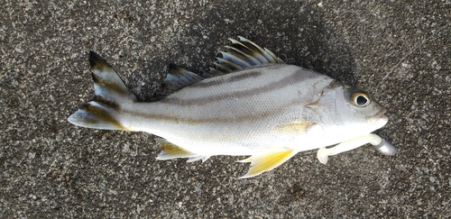 クワガナーの釣果