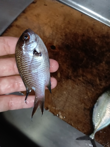 スズメダイの釣果