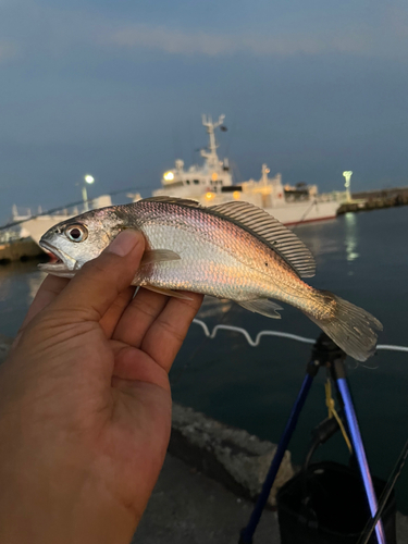 イシモチの釣果