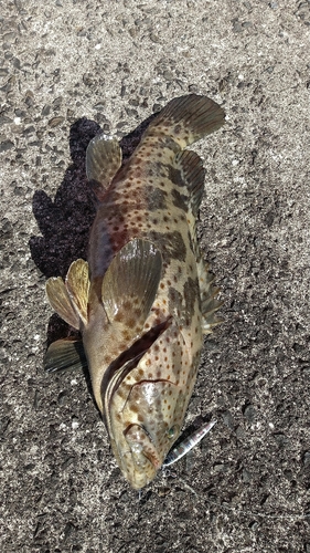 ヤイトハタの釣果