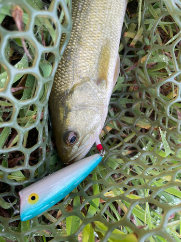 ラージマウスバスの釣果