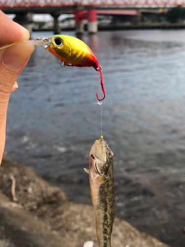 ハゼの釣果