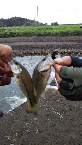 ラージマウスバスの釣果