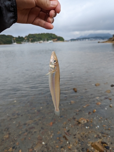 キスの釣果