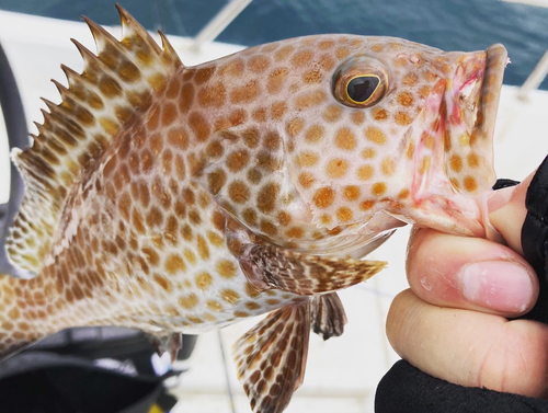 イネゴチの釣果