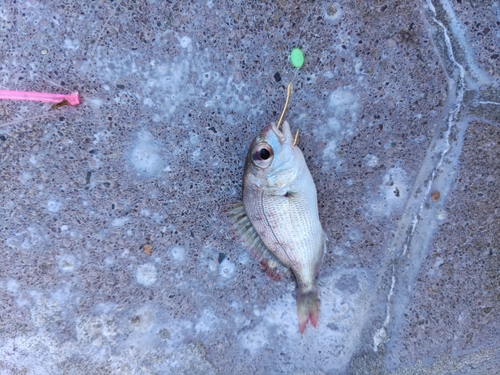 コダイの釣果