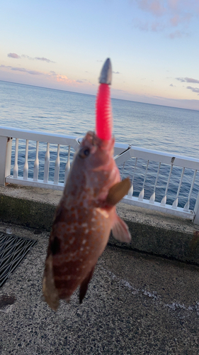 キジハタの釣果