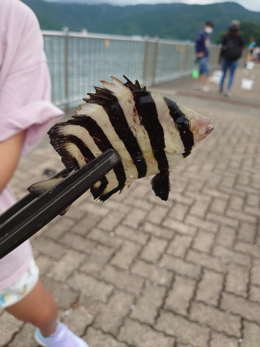 サンバソウの釣果