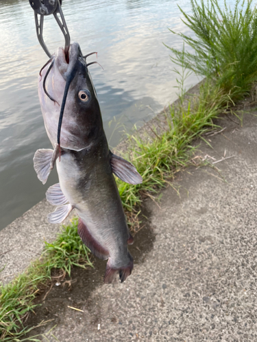 アメリカナマズの釣果