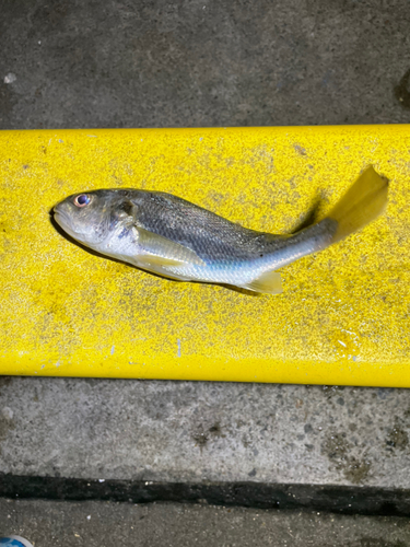 イシモチの釣果