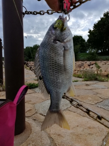 キビレの釣果