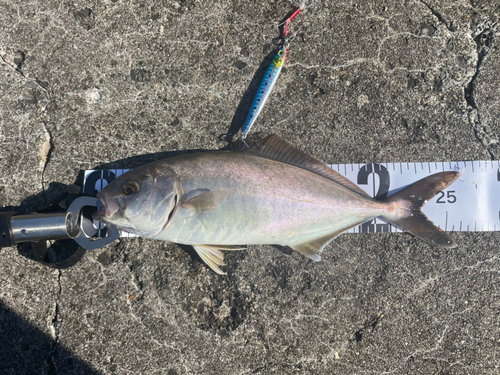 ショッコの釣果