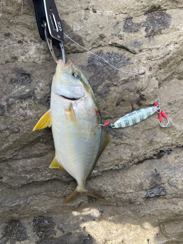 シオの釣果